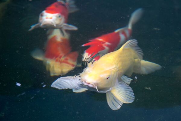 les étangs de poissons koï poissons koï